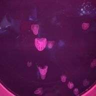 真っ白#📷さんのアイコン画像