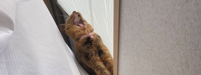 ふぉす(以下略)さんの壁紙画像