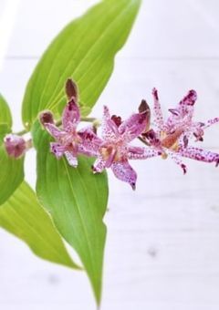 この花が枯れるまでは