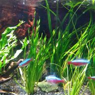 虚さんのアイコン画像