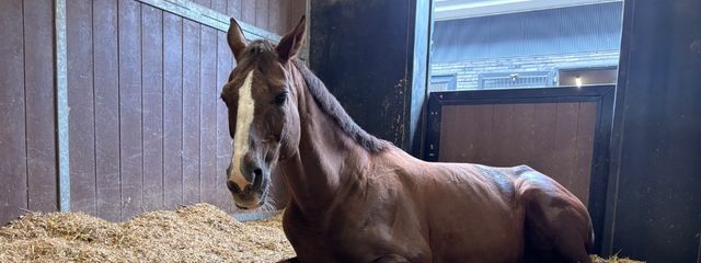 日向に咲く向日葵 @ とりっこさんの壁紙画像