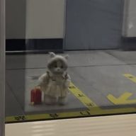 うさぎみたいなねこさんのアイコン画像