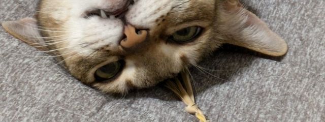 あびゅんさんの壁紙画像