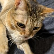 あびゅんさんのアイコン画像