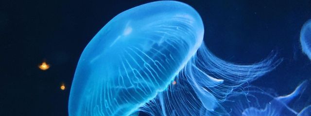 あやかし恋さんの壁紙画像