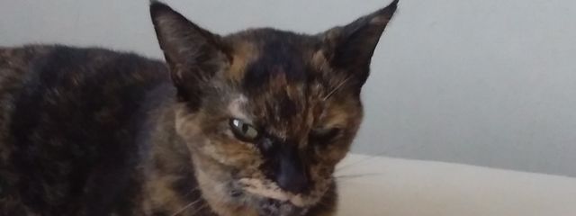 にゃんこさんの壁紙画像