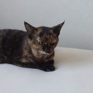 にゃんこさんのアイコン画像