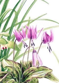 堀北鈴音の双子の妹ですが