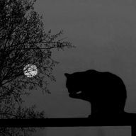 煌 🐈‍⬛🌕さんのアイコン画像