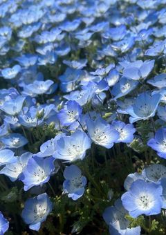 心ちゃんせんよー！！