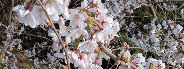 きなぁぁぁぁこさんの壁紙画像