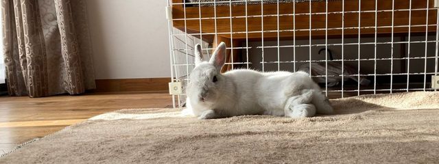 ぽっぴーさんの壁紙画像