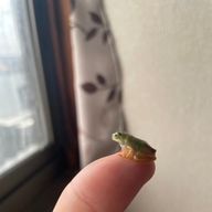 クワ子さんのアイコン画像