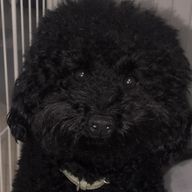 黒犬さんのアイコン画像
