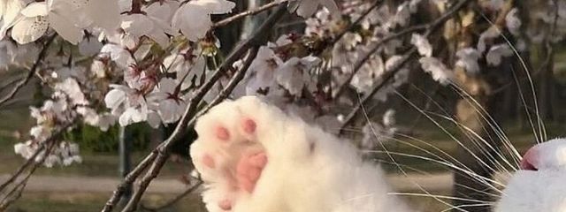 c h i h o .さんの壁紙画像