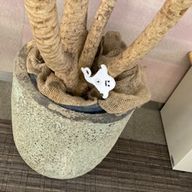 らふきちさんのアイコン画像