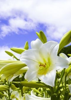 白百合の花束から。 〈リリア様ファンクラブ〉