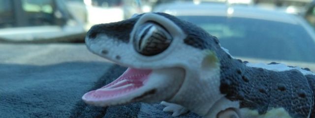 はしるバウムクーヘンさんの壁紙画像