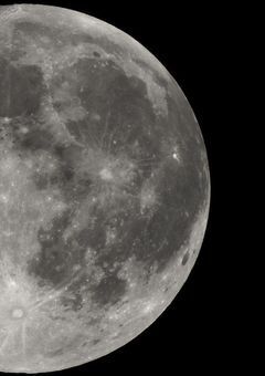 にゃんこ、子にゃんこ、リノにゃんこ