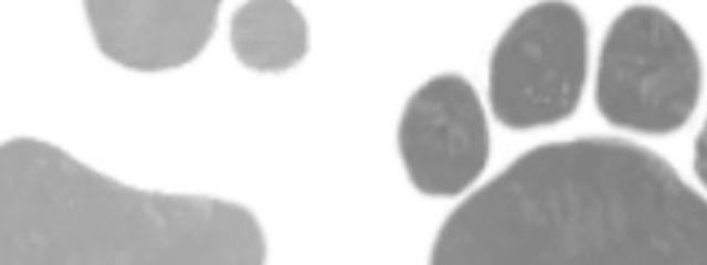 福猫。さんの壁紙画像