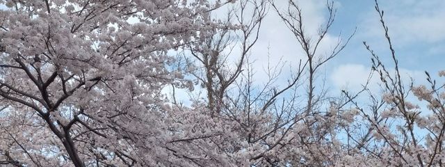 すぴか @フォロバ100%さんの壁紙画像