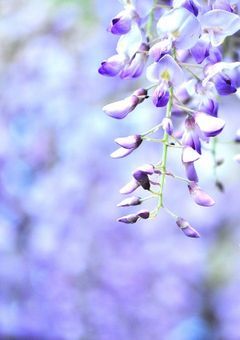 元･華柱の彼女は