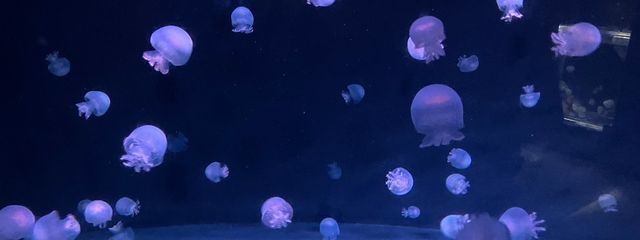 𝕊𝕟𝕠𝕨さんの壁紙画像