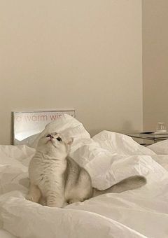 可愛く鳴こうね  、  獣人さん