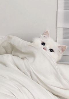 体  調  不  良  。