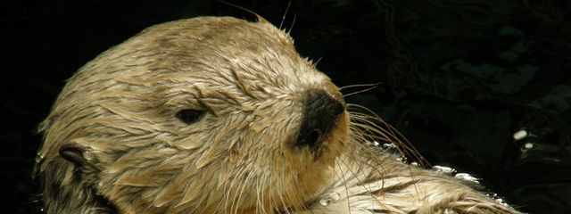 らしゅり@低浮上さんの壁紙画像