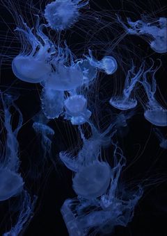 iris 精神病院 ⌇﻿ 心の病気を持った3人の物語 @42話まで修正完了