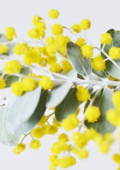 きいろのアカシア