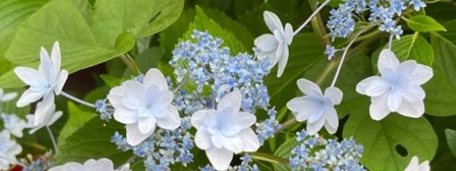 花流姫さんの壁紙画像