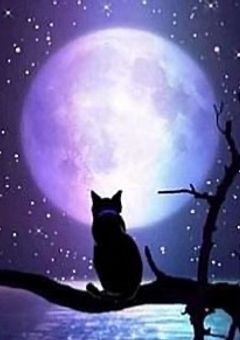 双子の名探偵。