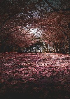 桜蕊降る夜に、僕らは歌う