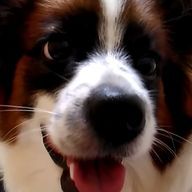 はりせんぼん@多忙さんのアイコン画像