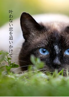 叶わない恋を追いかけて