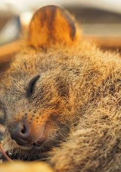 ハンがセカ中♡