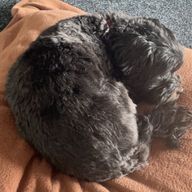 森宮魅琴🍏❤️🎤🐑さんのアイコン画像