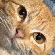 はりねこさんのアイコン画像