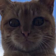 はりねこさんのアイコン画像