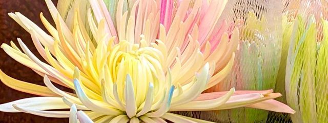 虹色ビーズ さんの壁紙画像