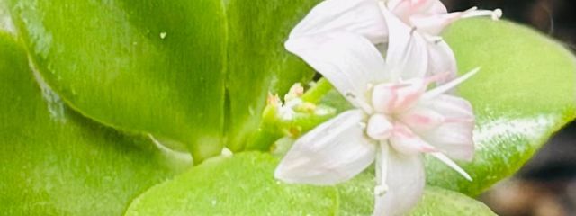 りあさんの壁紙画像