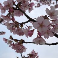 スイートポテト味のぽてちさんのアイコン画像