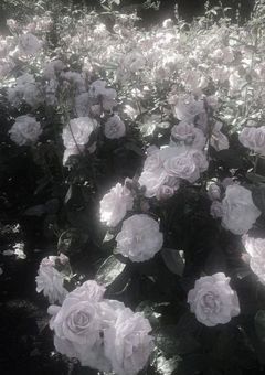 死ぬ時は一緒に