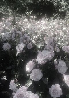 死ぬ時は一緒に