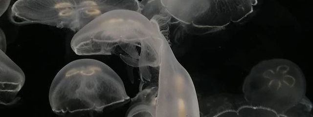 ꒰ 雲萌 ꒱ .·さんの壁紙画像