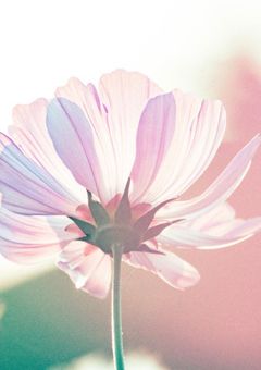 1aの天使は爆豪の…???