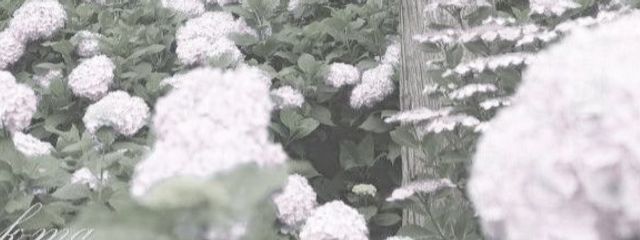 るる🥀🌙💜@フォロバさんの壁紙画像