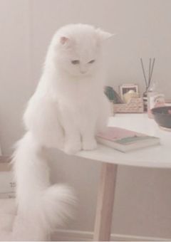  ♡ 大型ペアネ ．